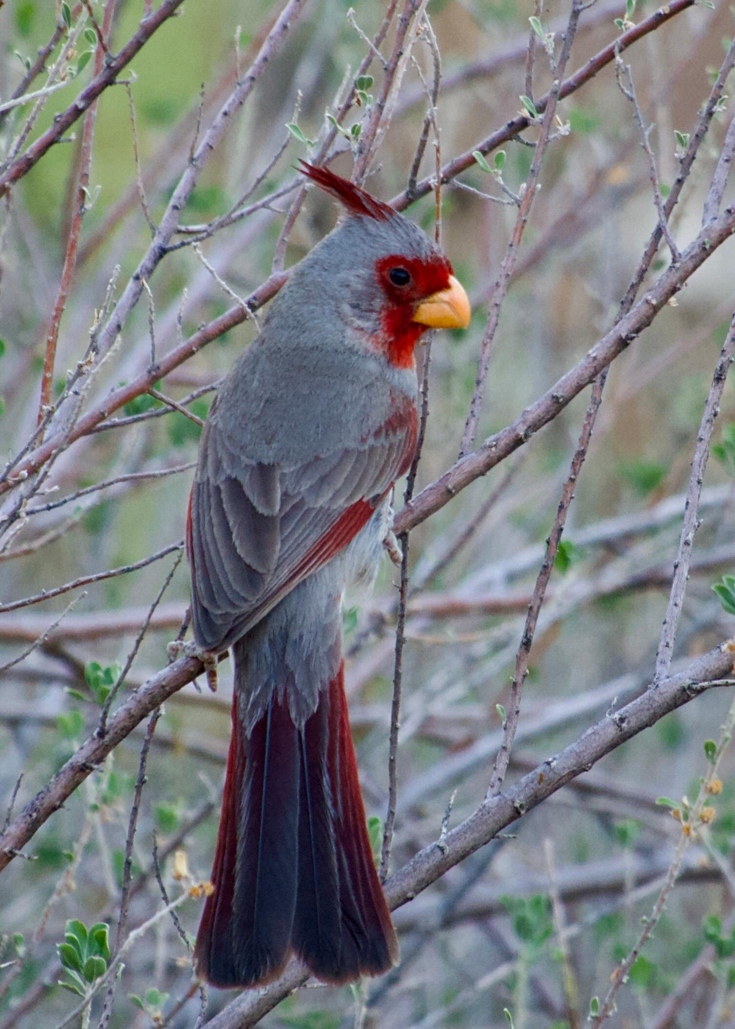 Dessert Cardinal