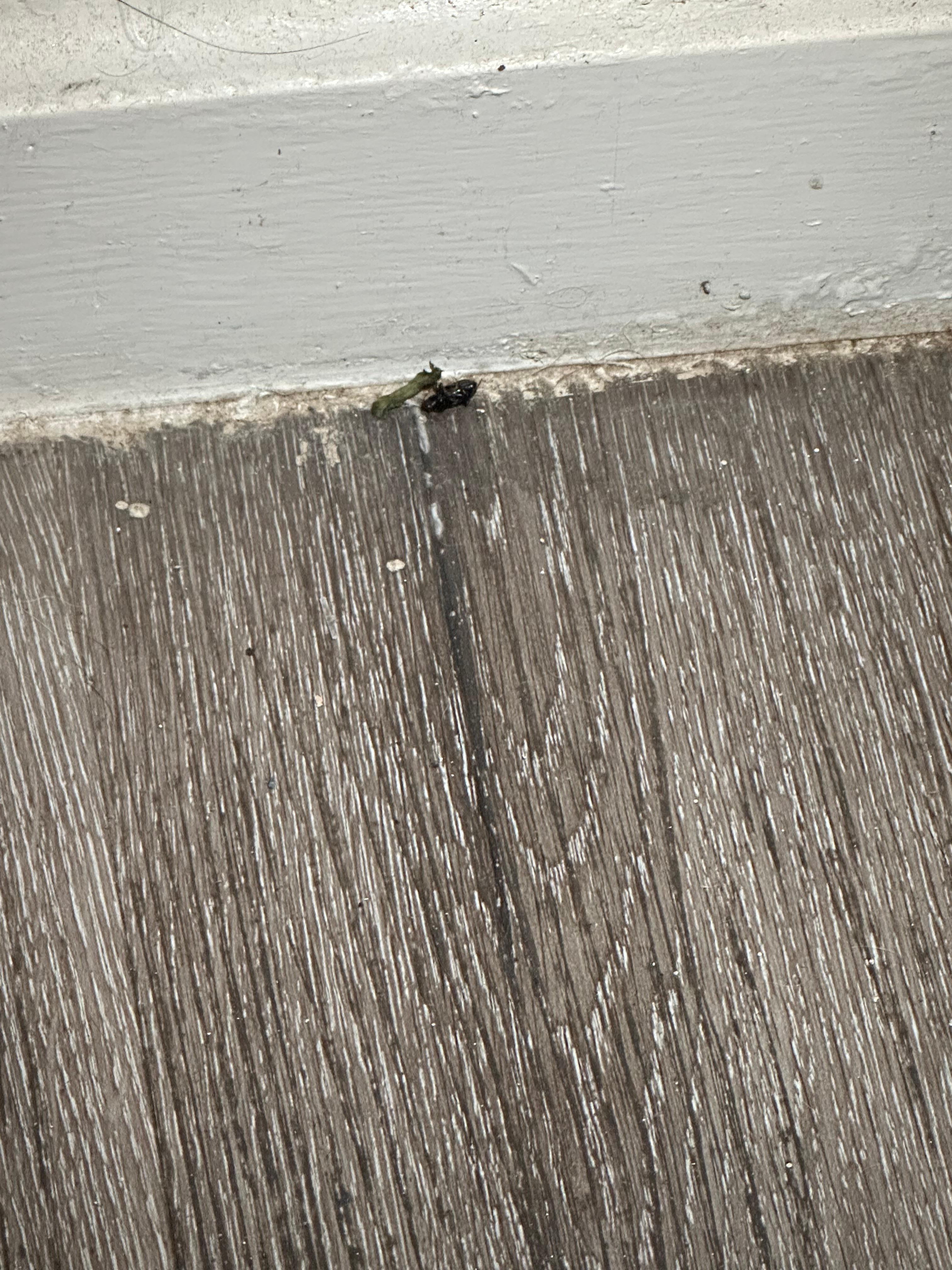 Another bugs laying dead in corners of the room