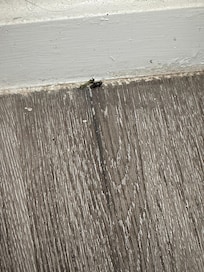 Another bugs laying dead in corners of the room