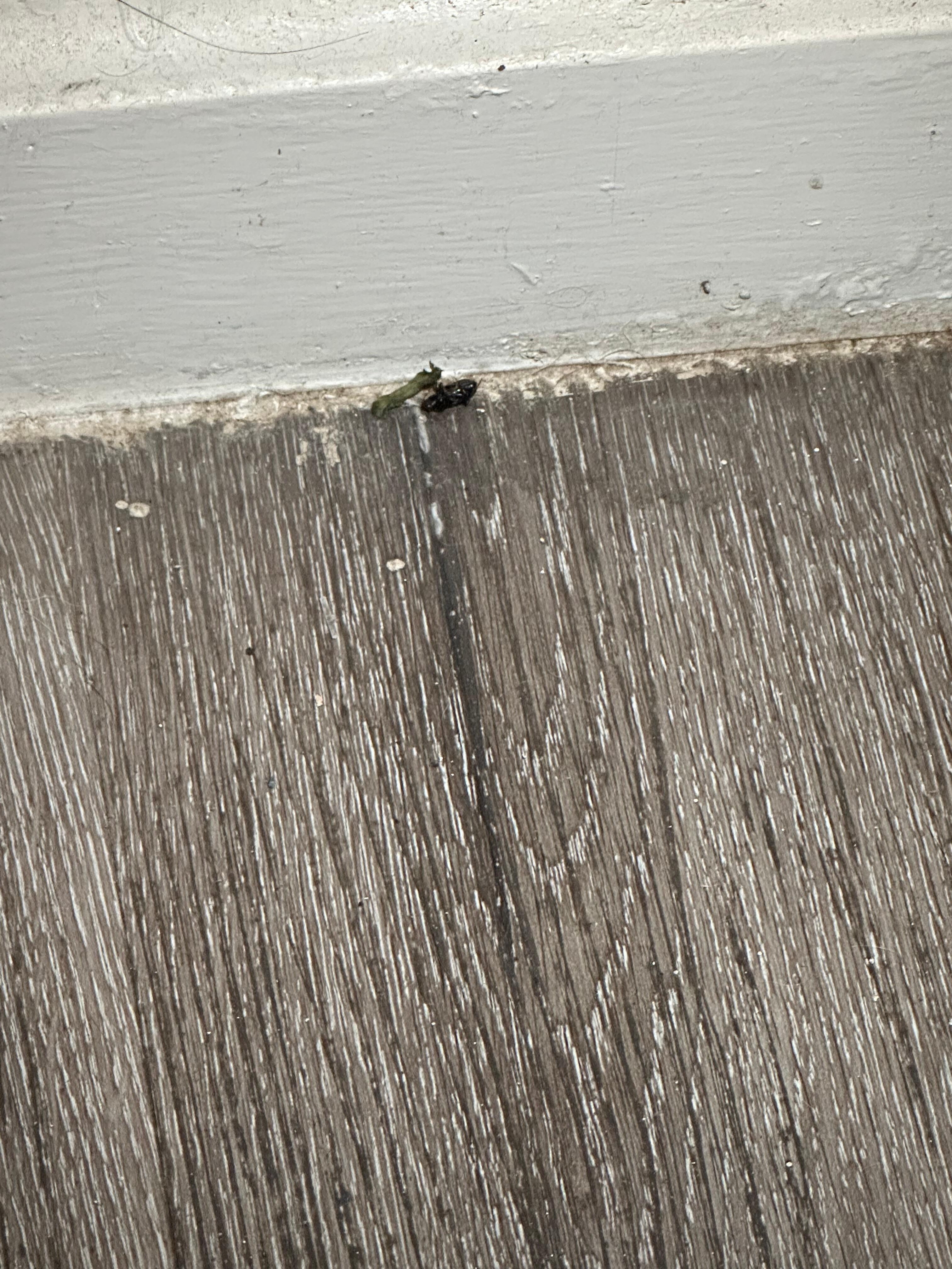 Another bugs laying dead in corners of the room