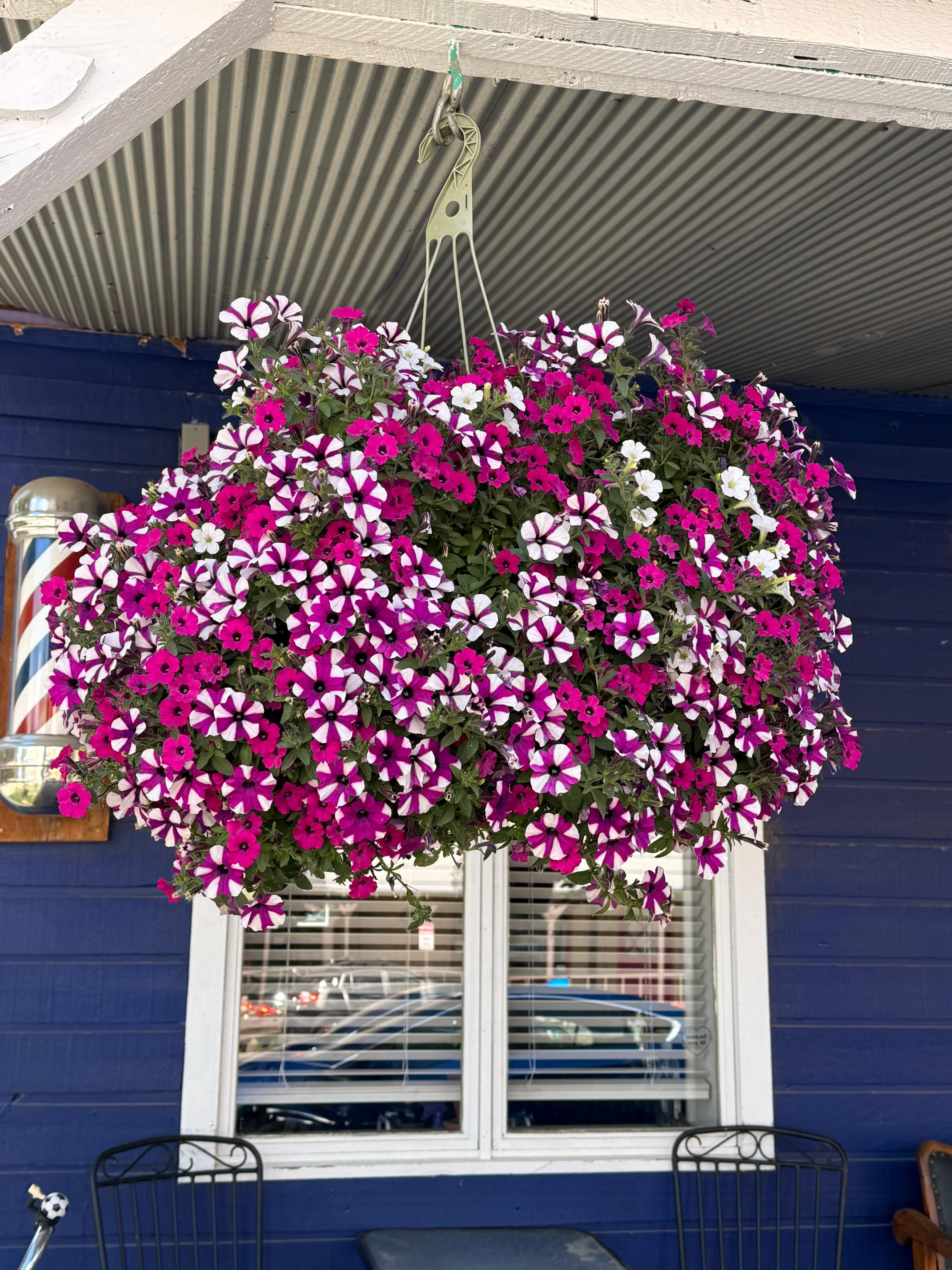 The flower baskets in CB are incredible. 