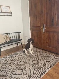 Our dog reminding us not to forget her!