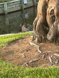 This bird would come in the late afternoon and “dry his wings” for awhile.