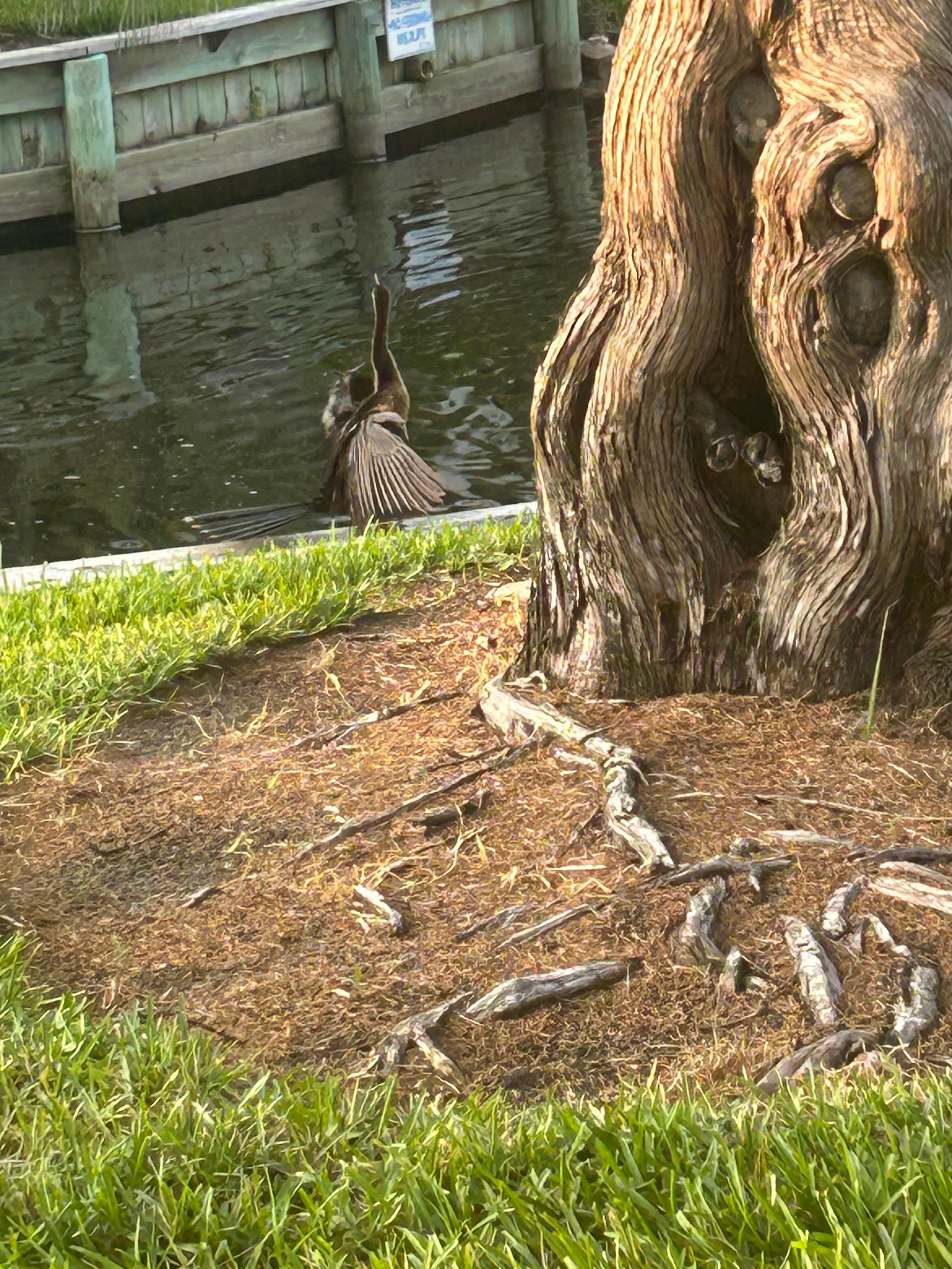 This bird would come in the late afternoon and “dry his wings” for awhile. 