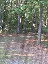 Mama deer with one baby behind and one was in front of her.
