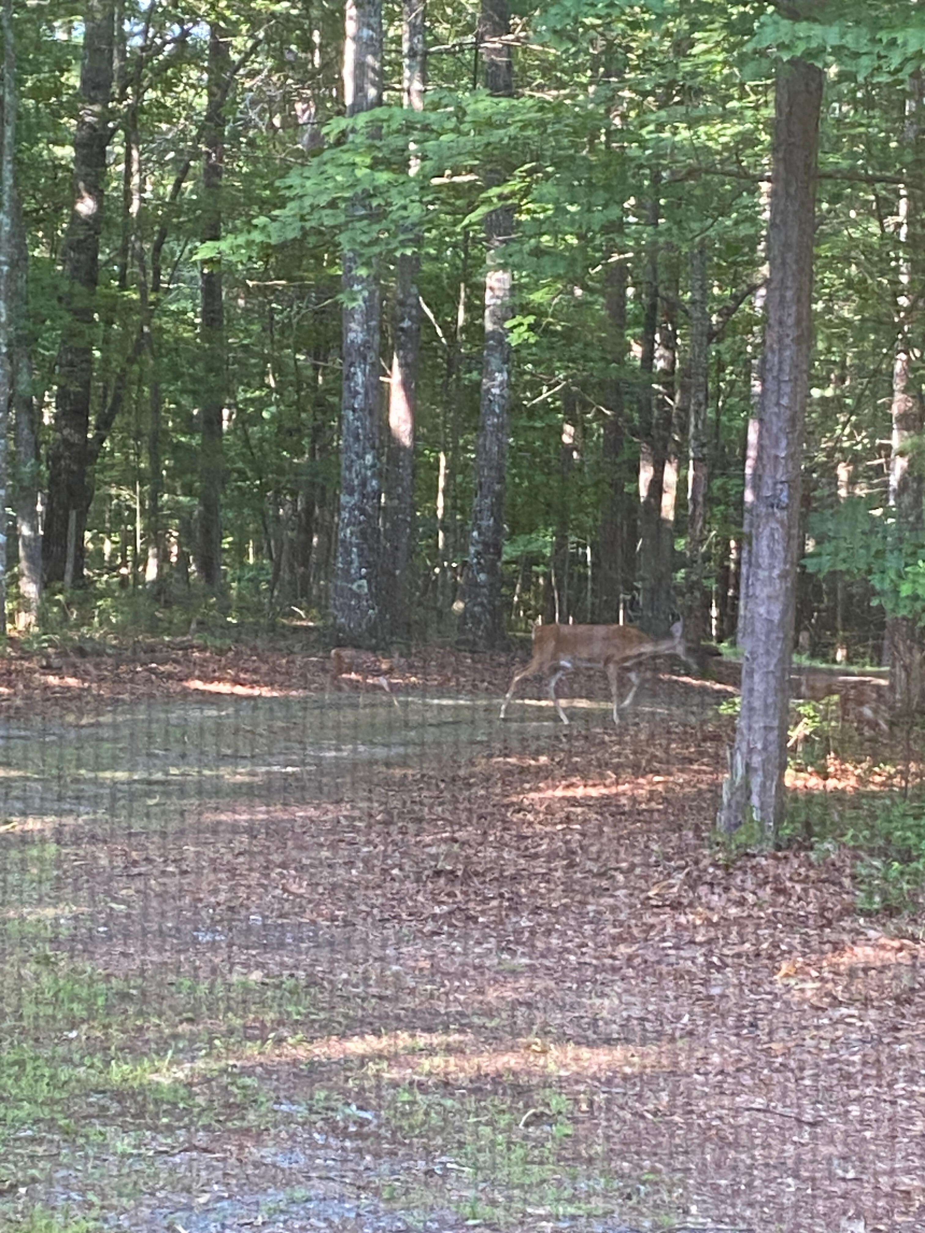 Mama deer with one baby behind and one was in front of her.