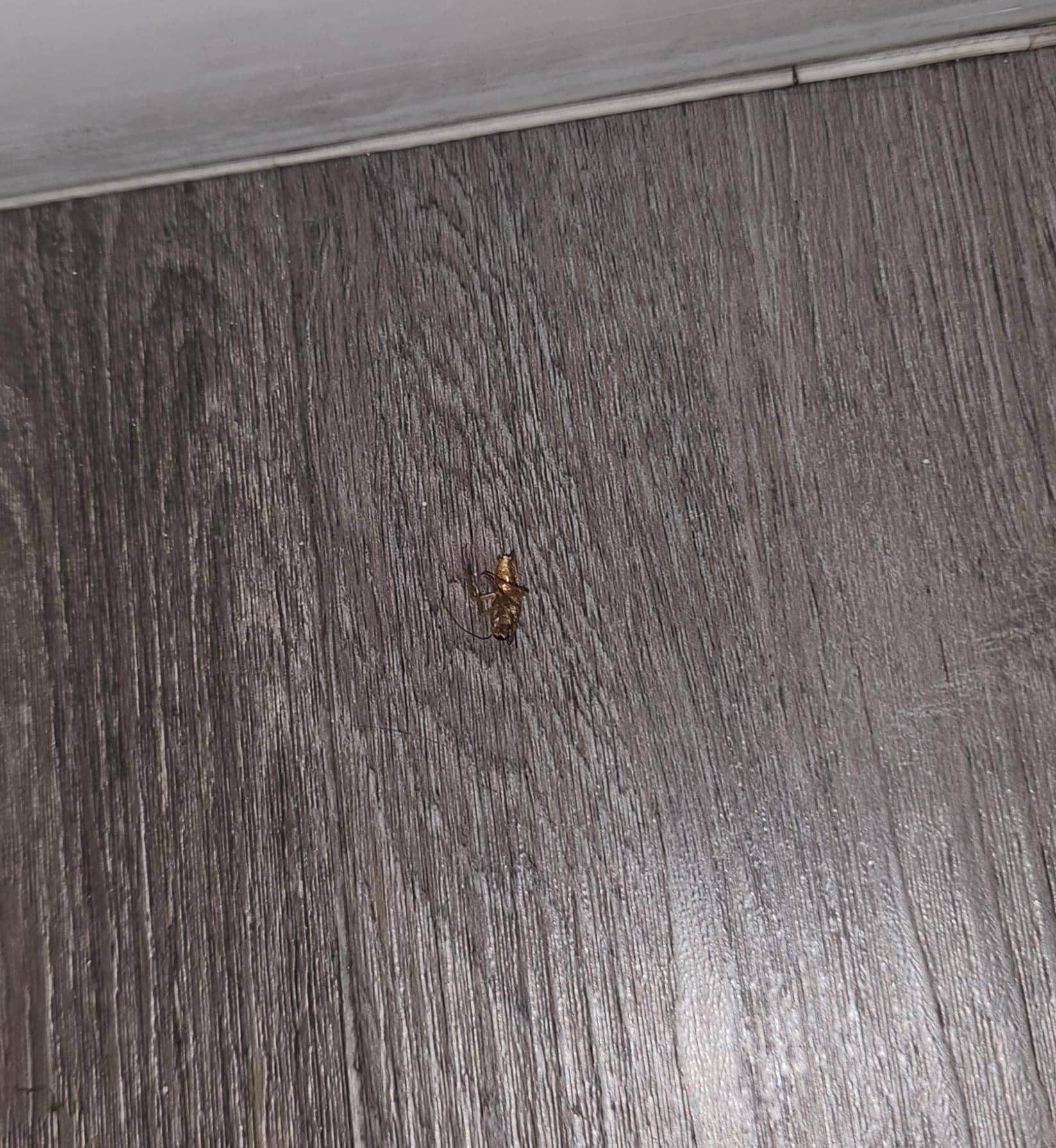 Another dead roach