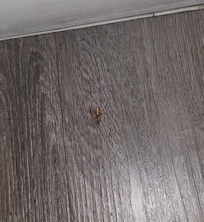 Another dead roach