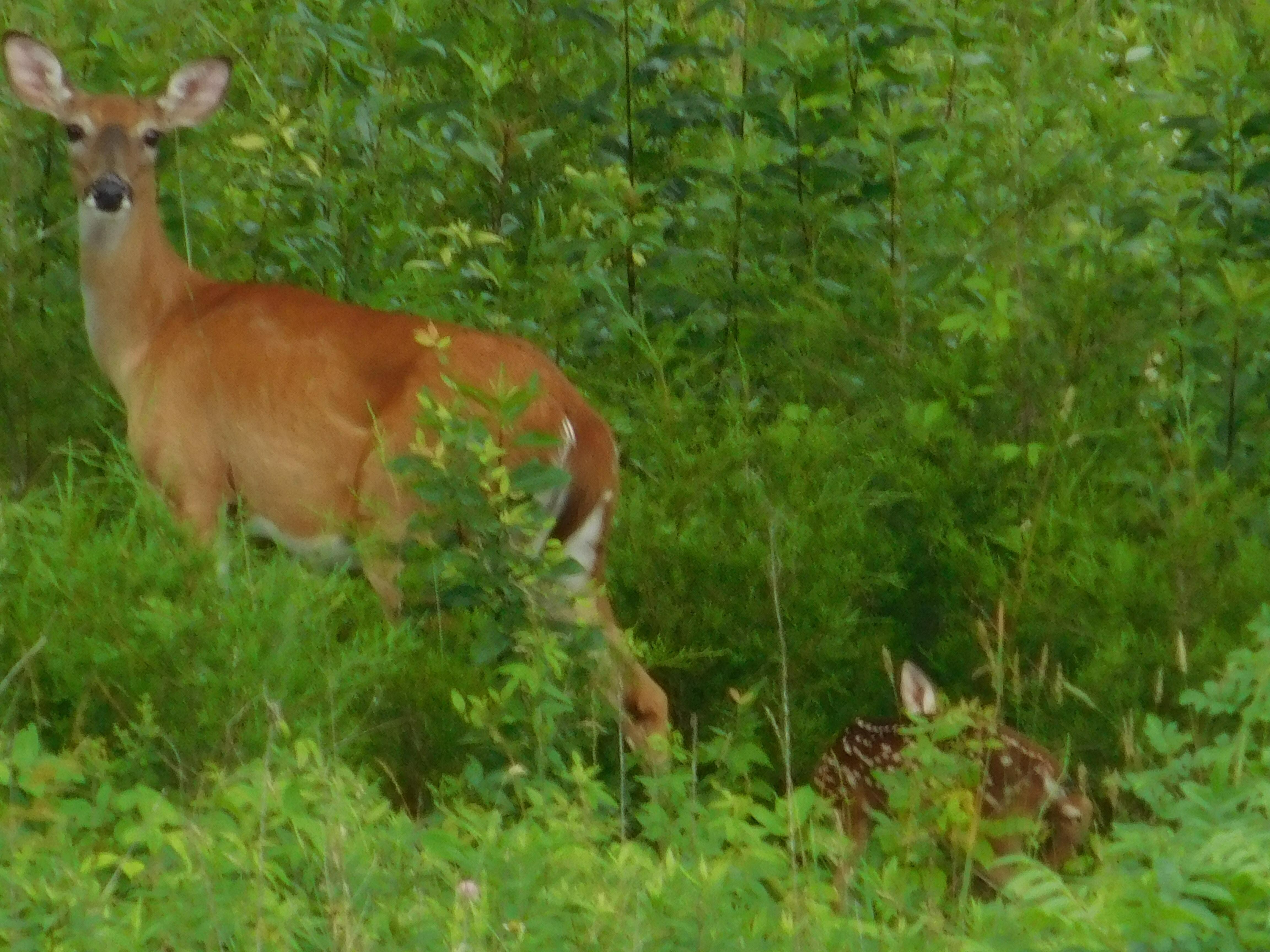 Hiding Bambi, takin from porch across the lake