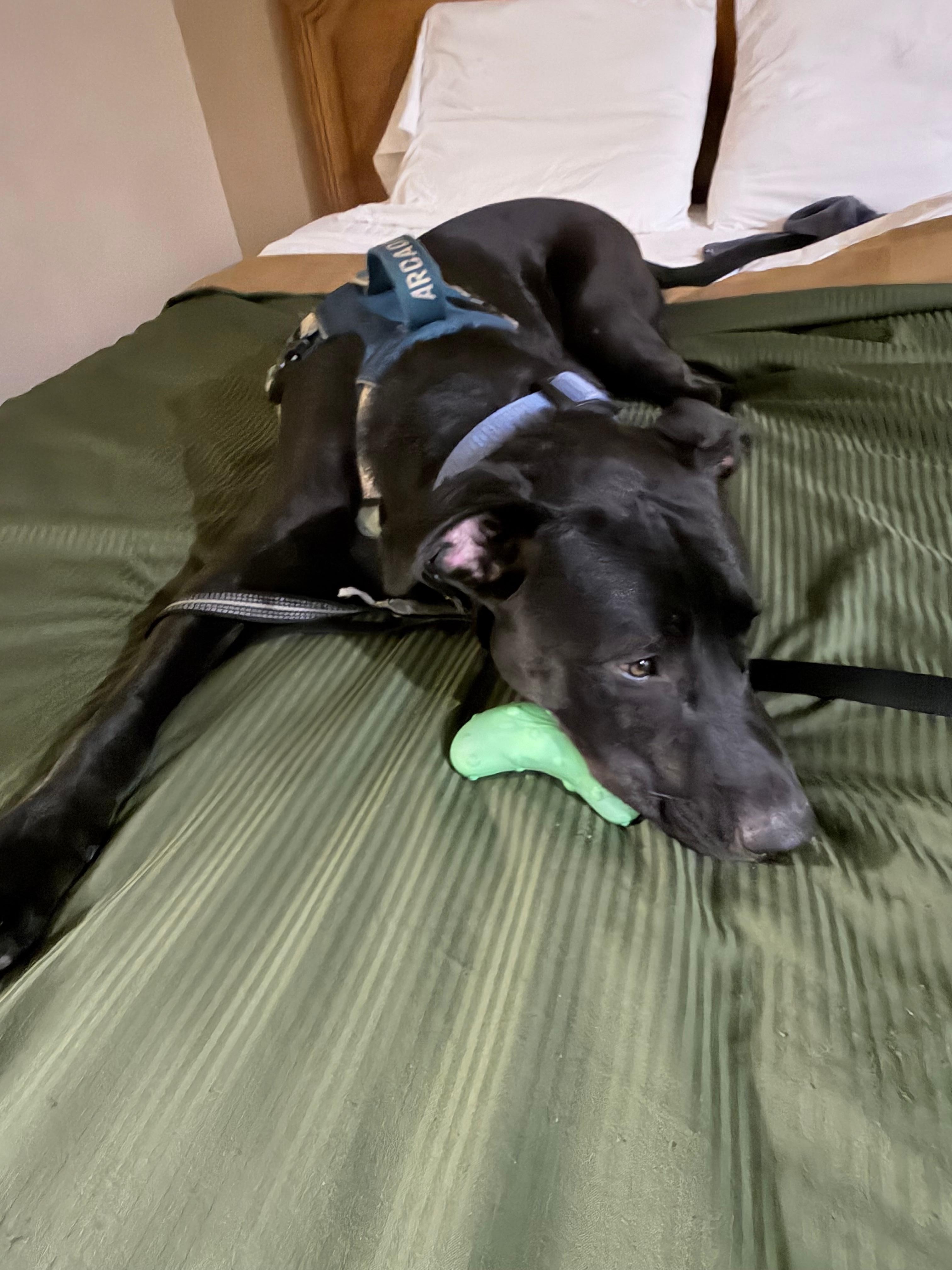 Cocoa didn’t mind the bard bed and flat pillows.