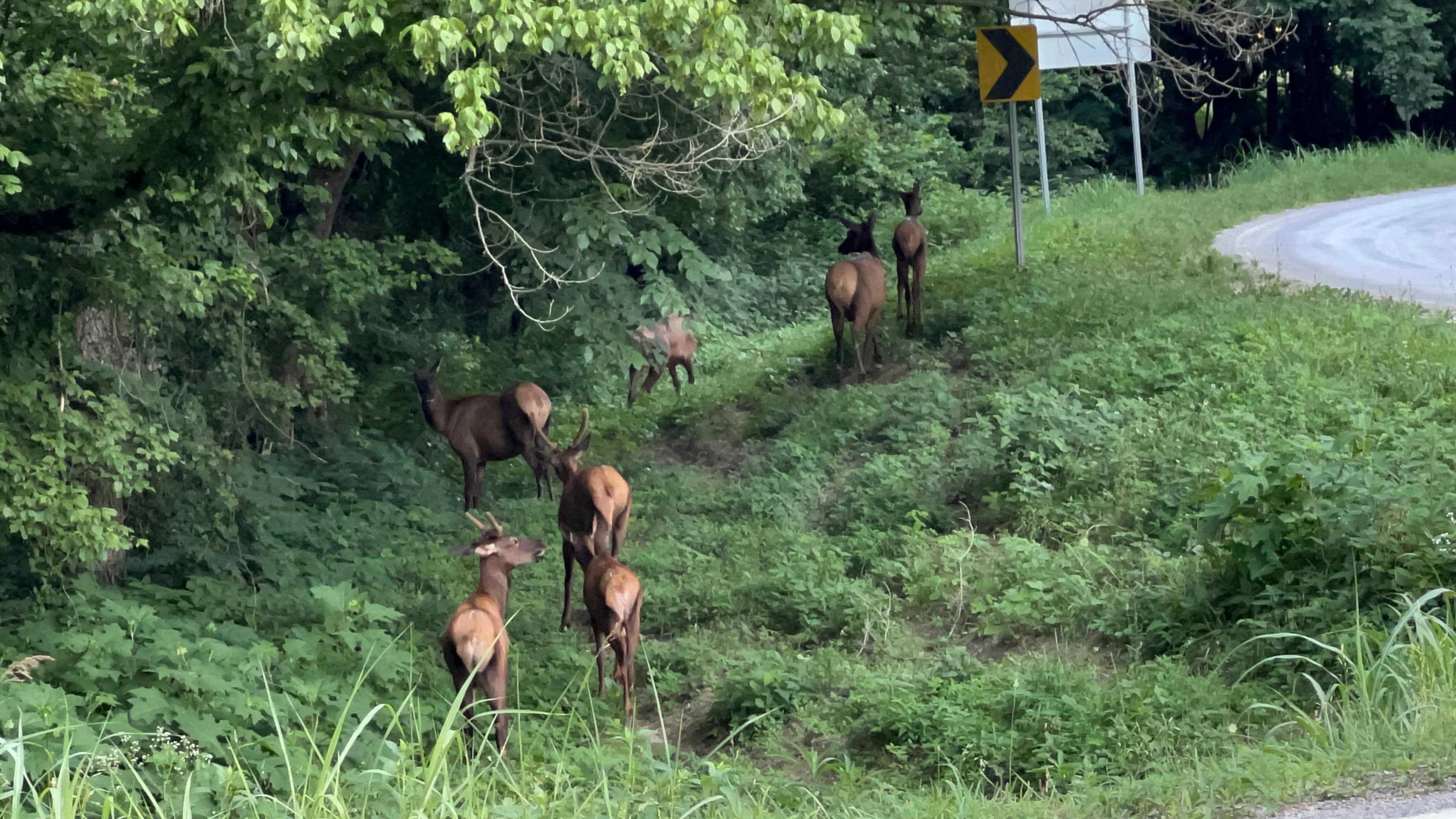 We saw Elk family crossing the road on the way back from the trail 