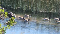 Geese