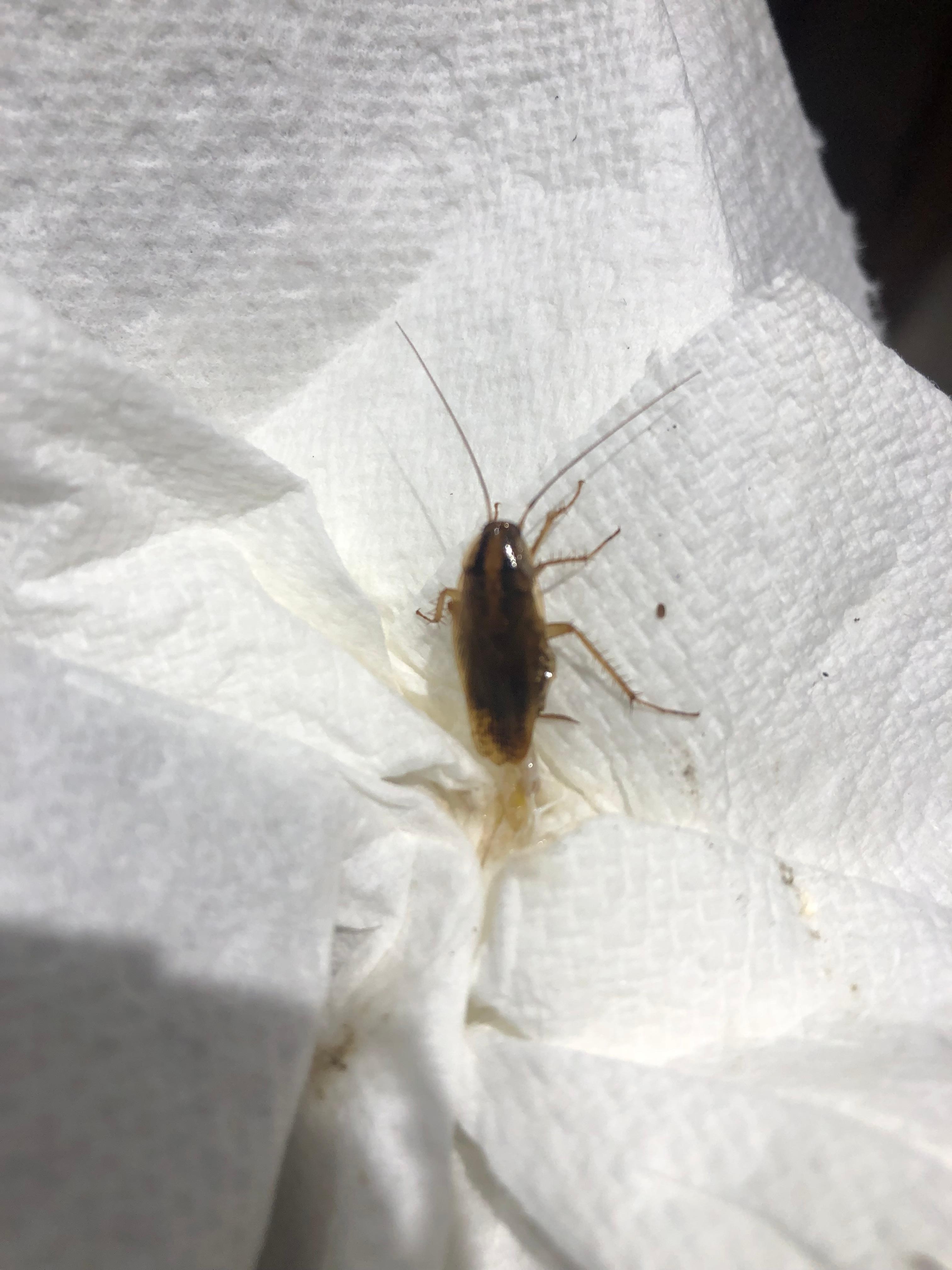 Bugs in kitchen/bathroom