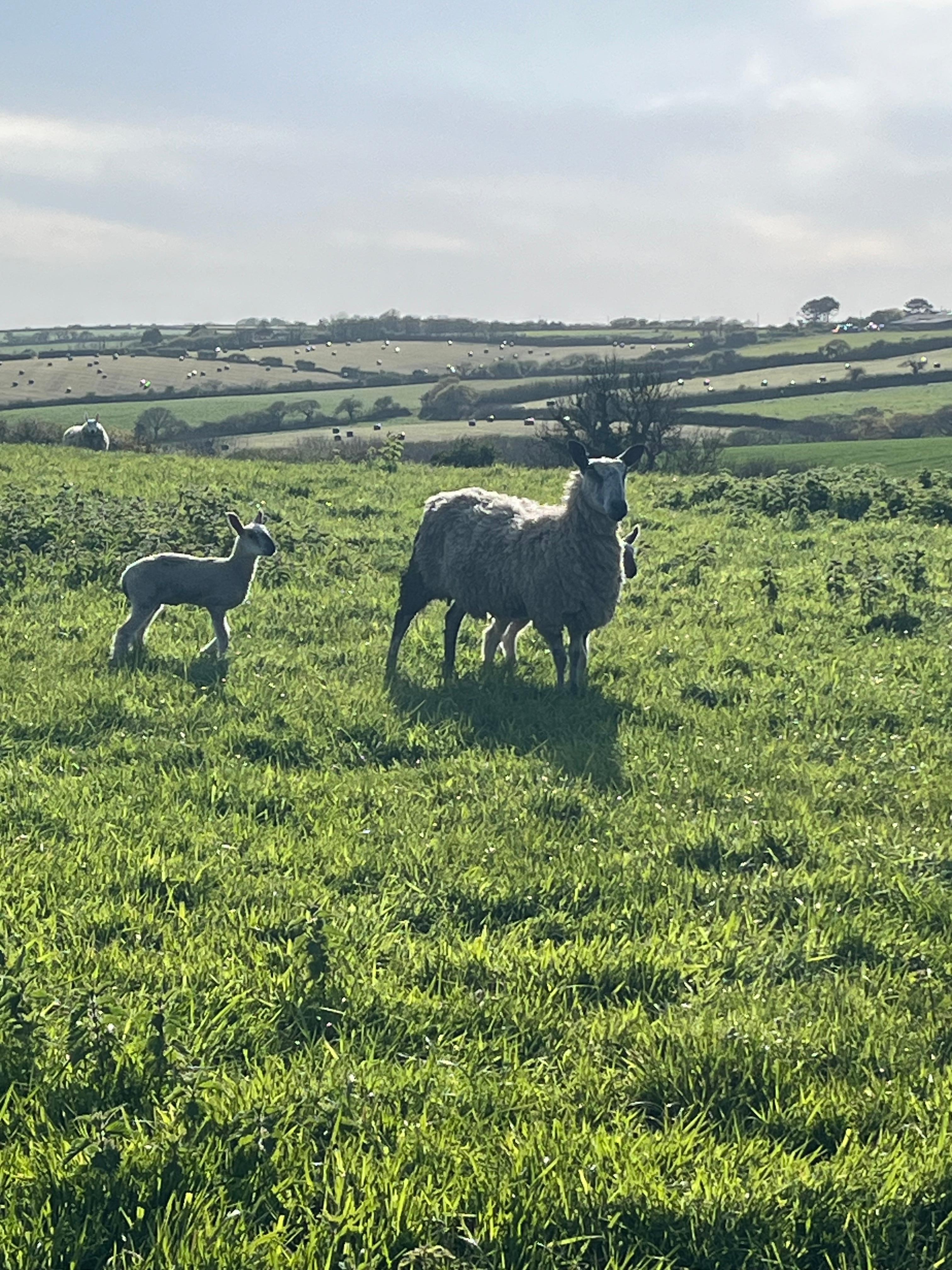 Sheep with her lamb, outside back fence.