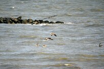Pelicans