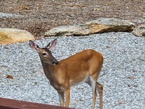 Morning and evening visitors
