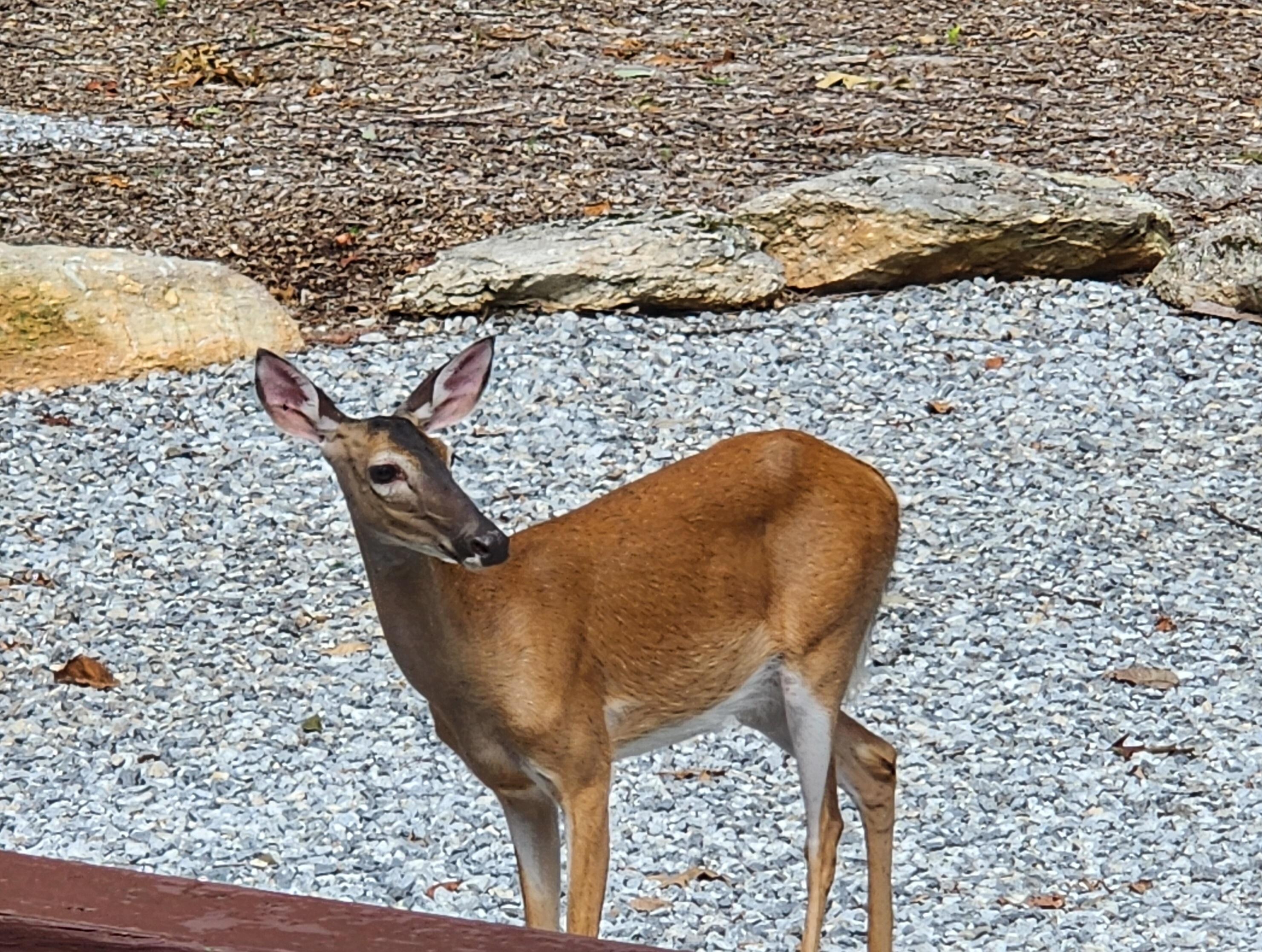 Morning and evening visitors