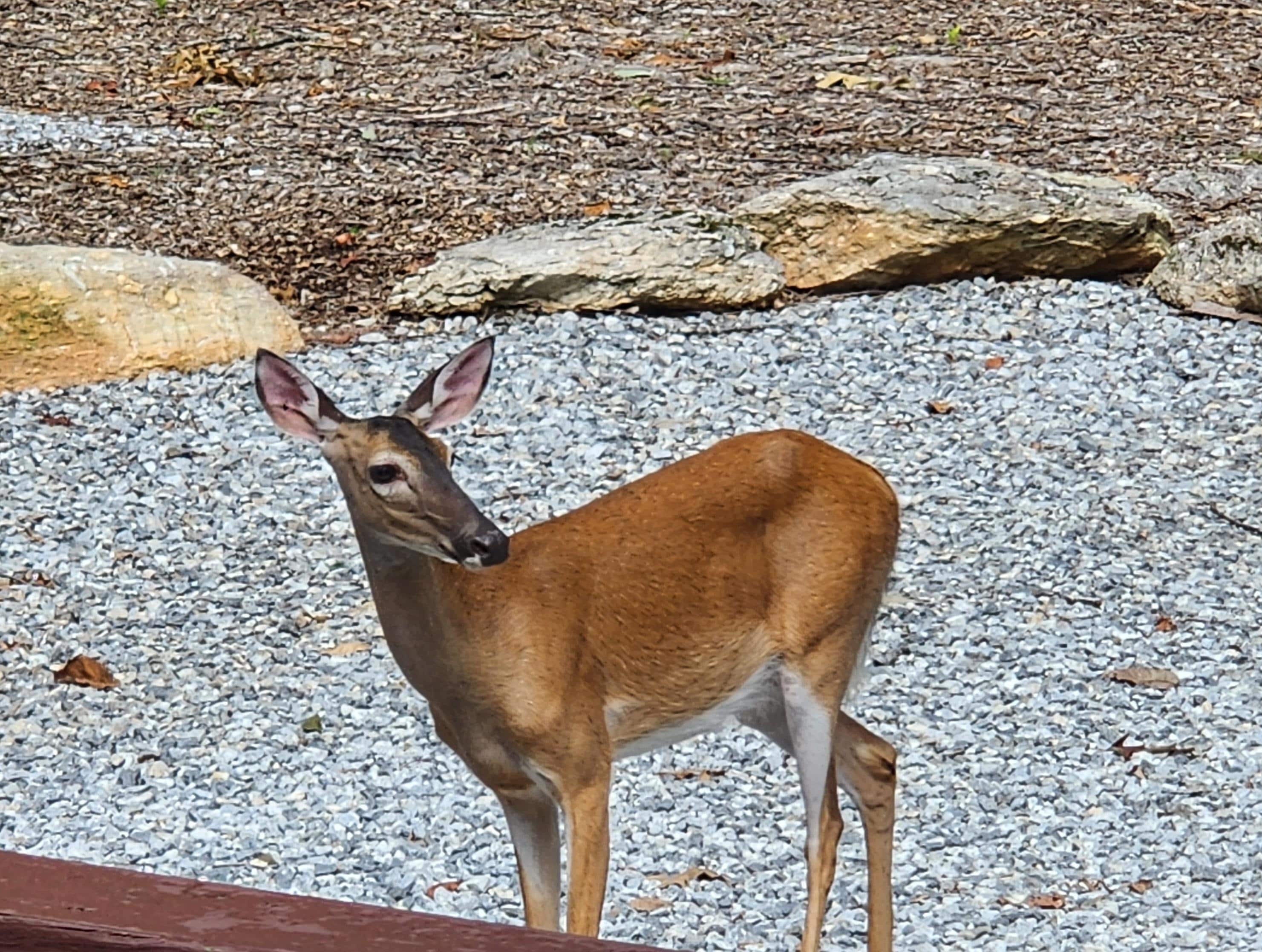 Morning and evening visitors