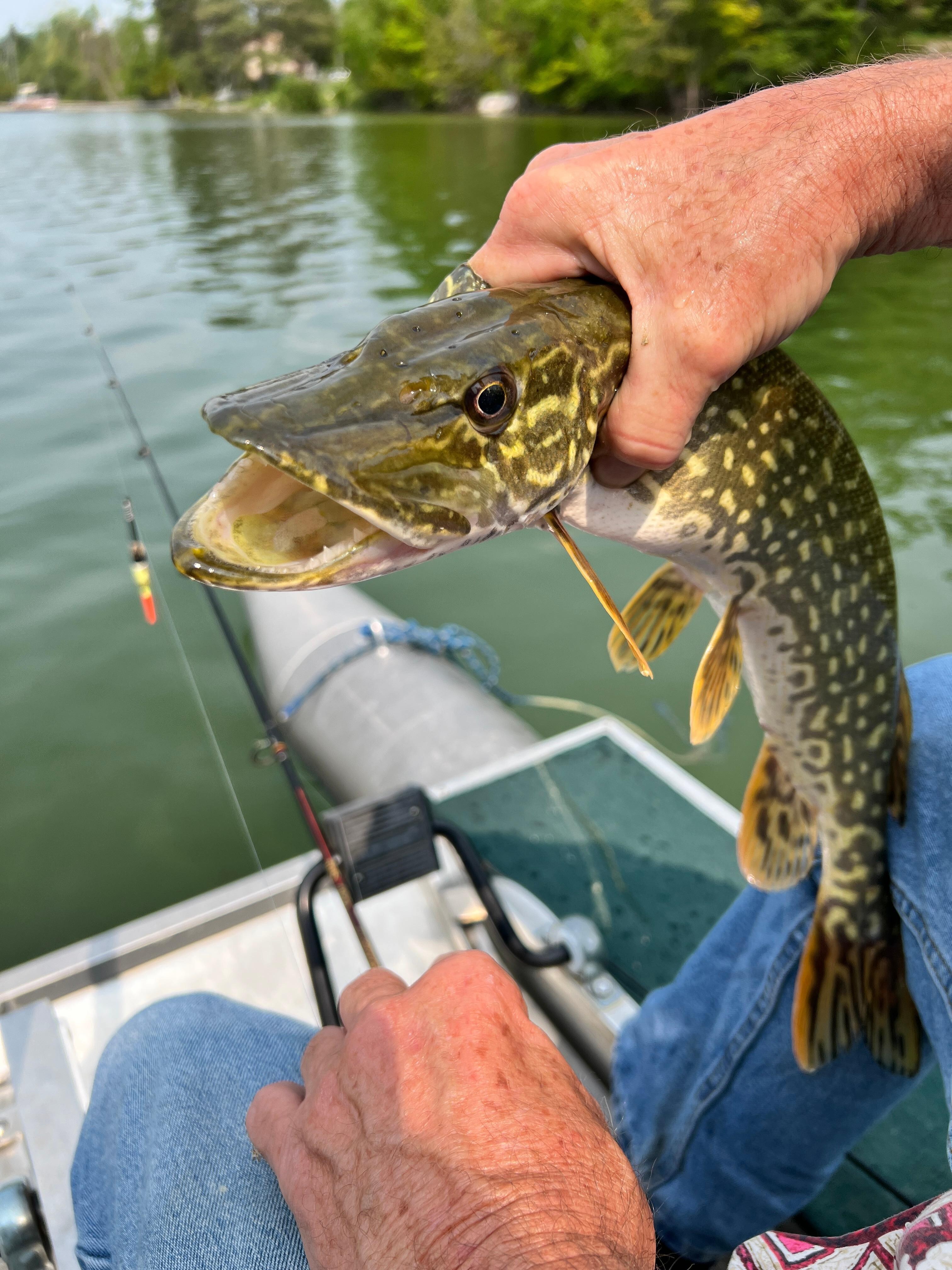 Northern Pike 