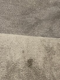 Stains all over carpet