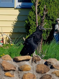 Black vulture hanging a the neighbors house