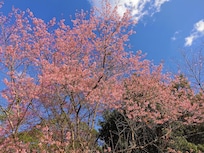 Cherry blossoms in bloom in January