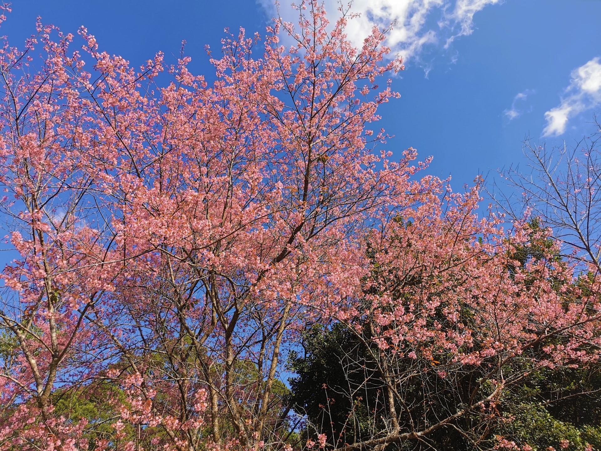 Cherry blossoms in bloom in January