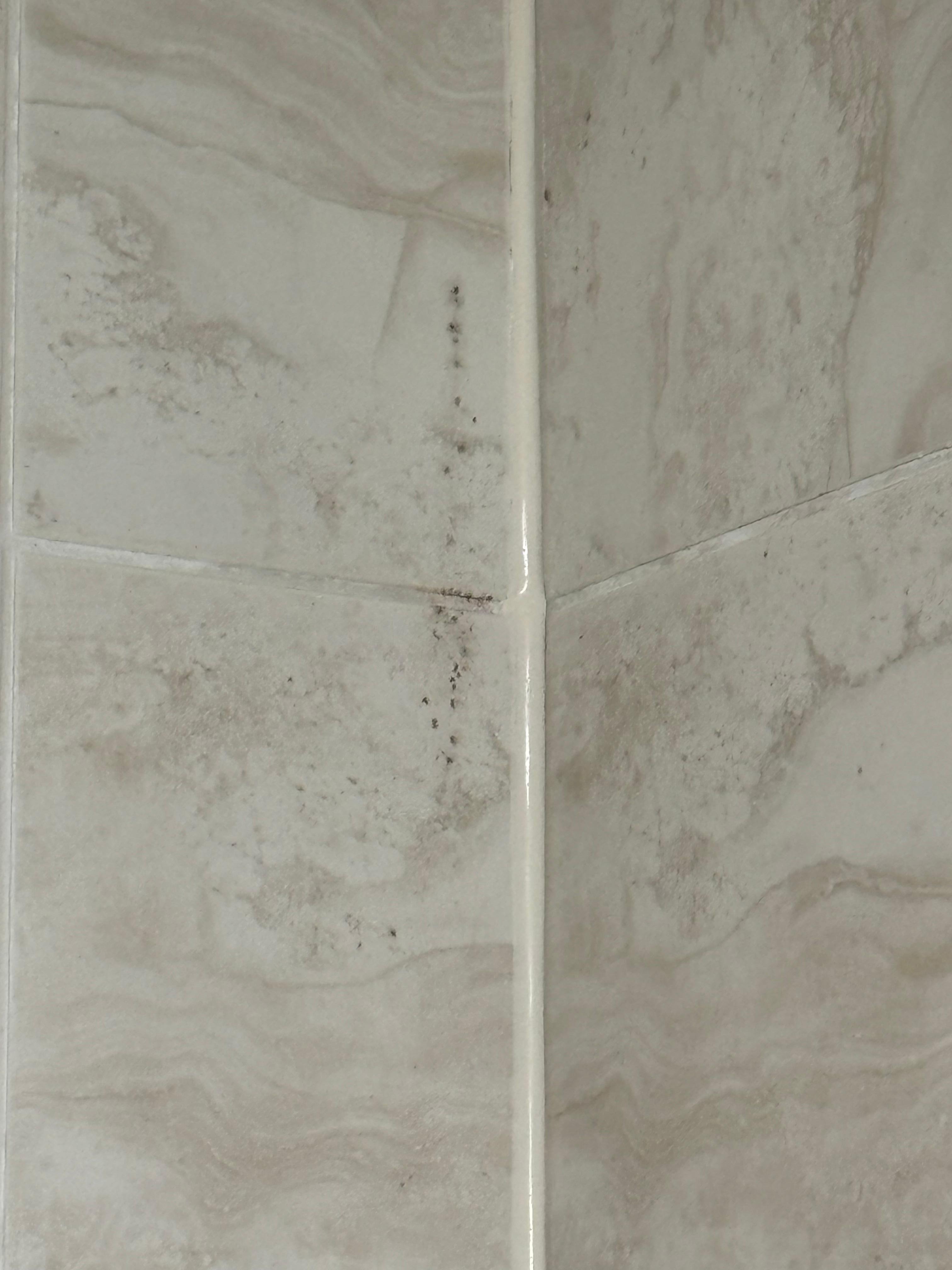 Mold on shower wall
