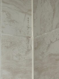 Mold on shower wall