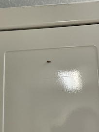 Insect in laundry facility in Residence Inn by Marriott in Hattiesburg, Mississippi.