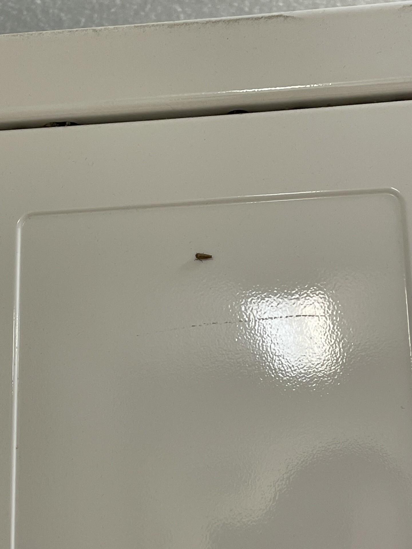 Insect in laundry facility in Residence Inn by Marriott in Hattiesburg, Mississippi.
