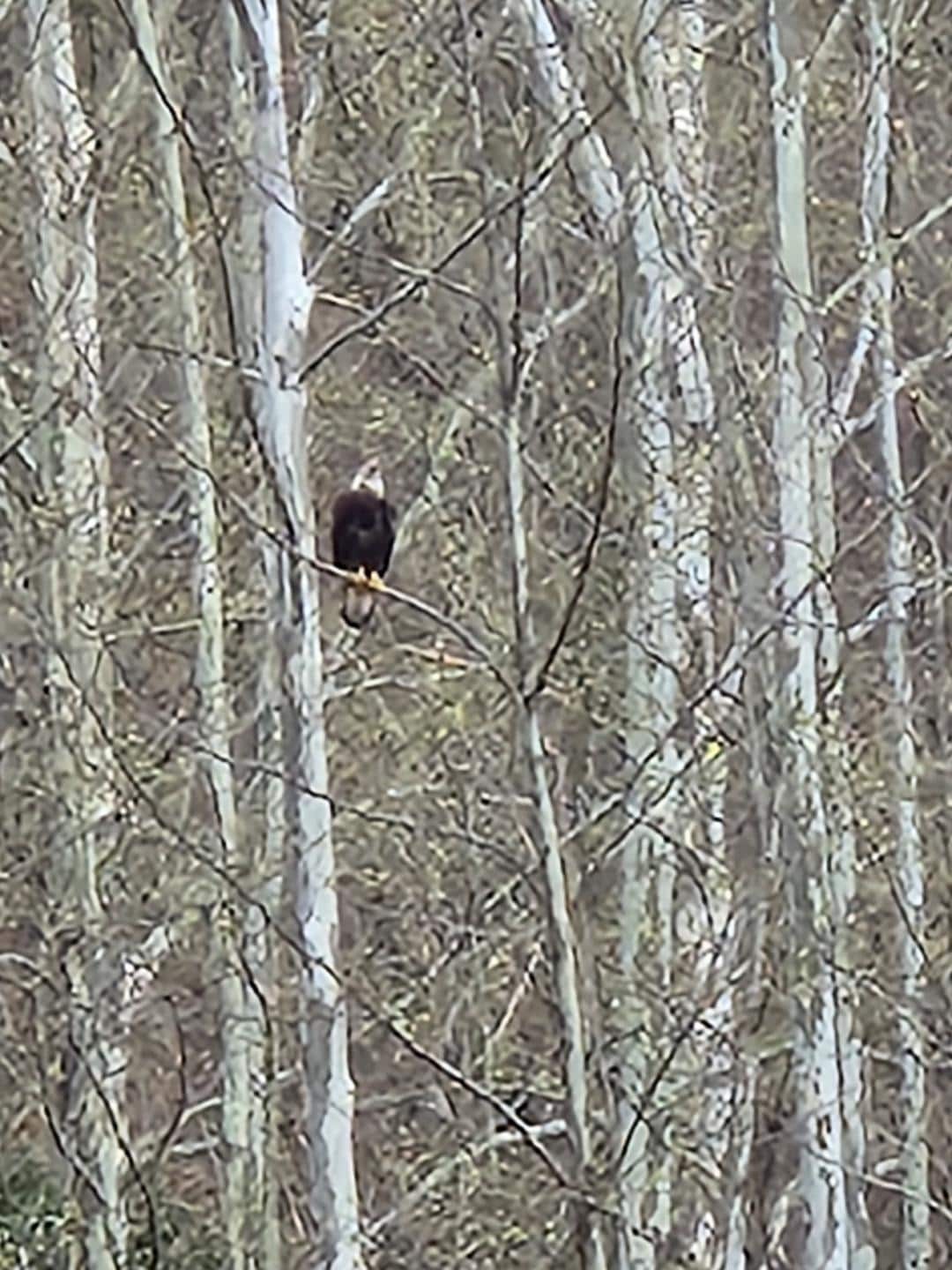 Every day right across the river. Bald eagle