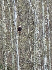 Every day right across the river. Bald eagle