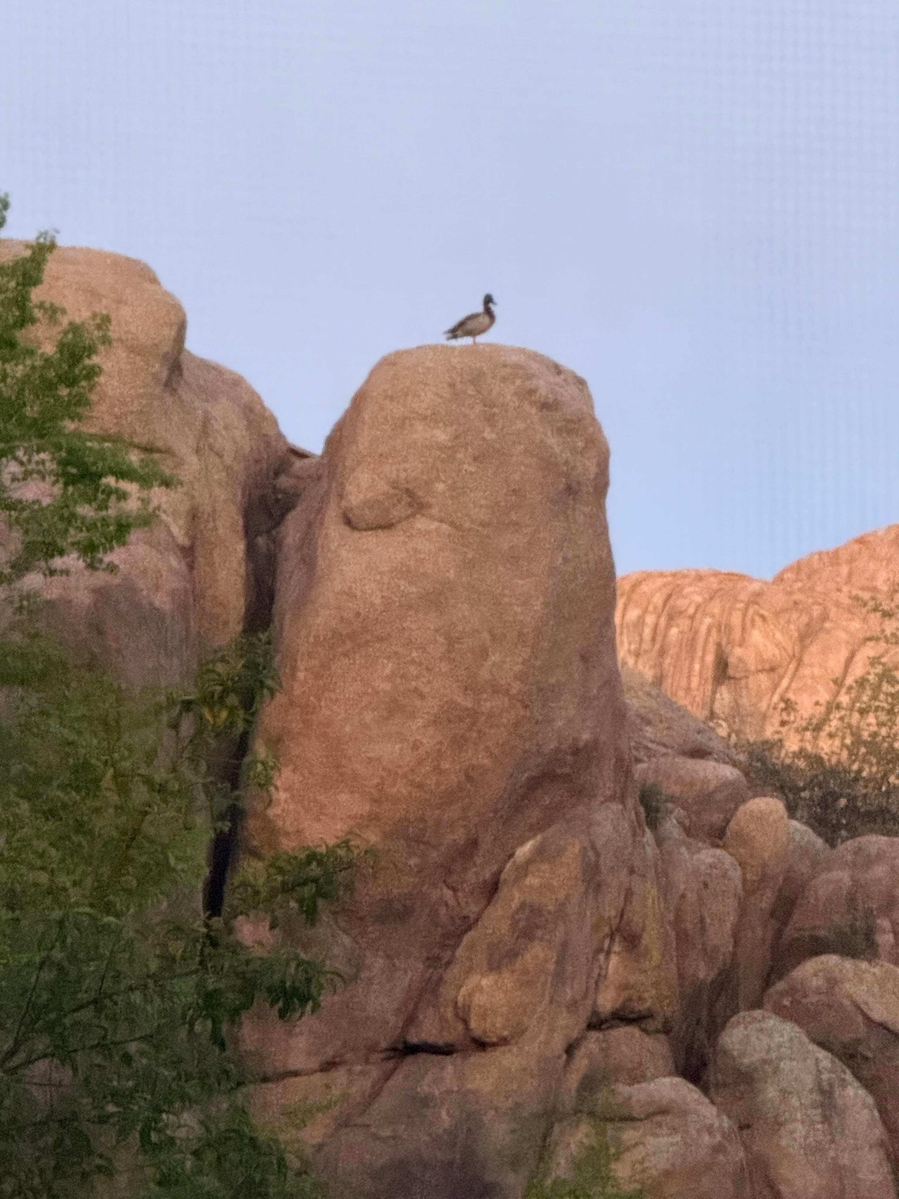Looking from the deck early one morning, Mr. or Mrs. Mallard up on top of the Granite Rock. 