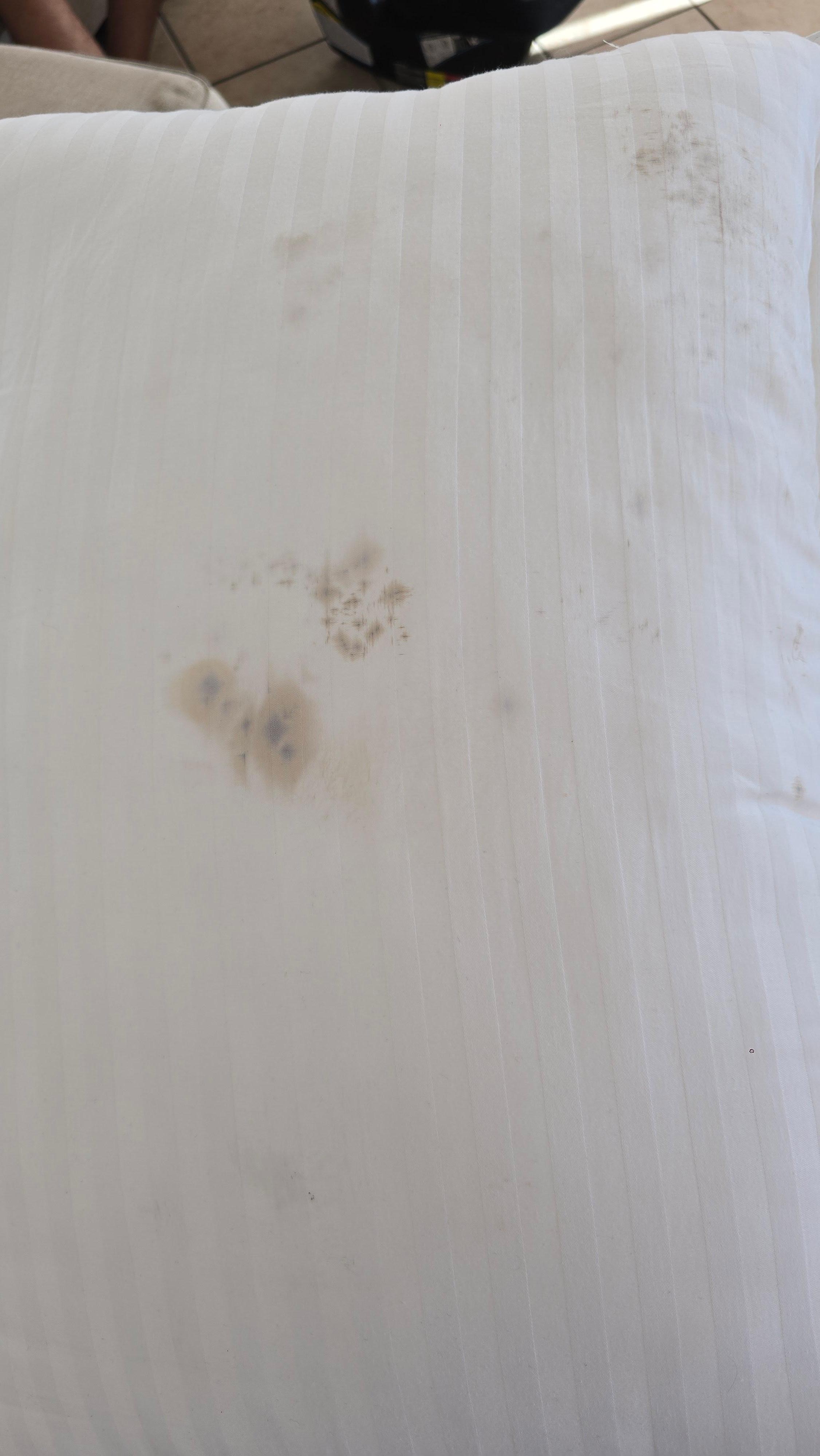 Fungus on pillows and floor was sticky and black 