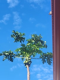 Lizard waiting for bird to open guava so he can eat breakfast.