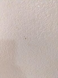 Boogers on wall