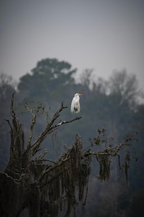 A visitor at the rear of the property