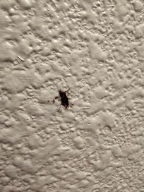 On the wall