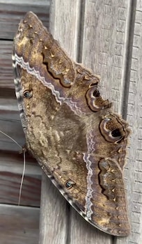 Black witch moth at the house