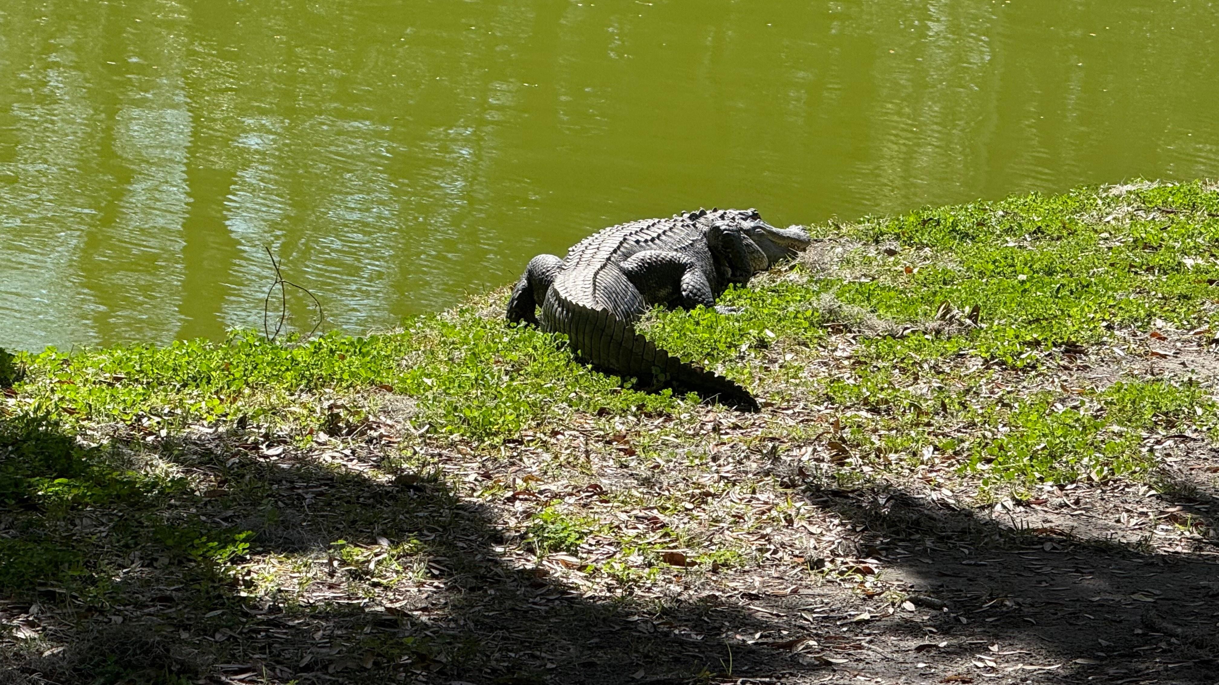 We saw three alligators at James County Park, locals were unfazed. 