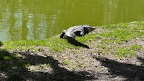 We saw three alligators at James County Park, locals were unfazed.
