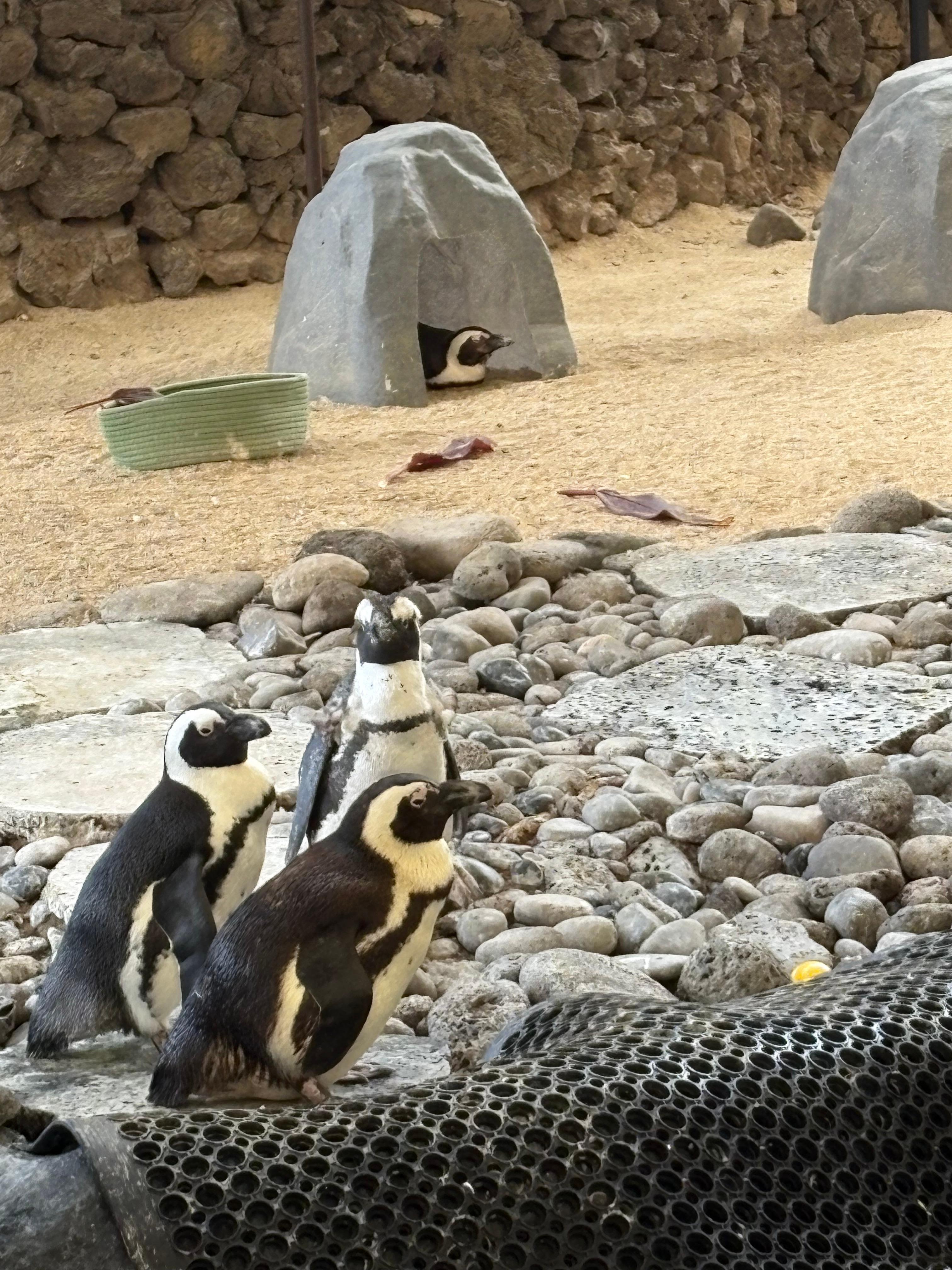 Penguin feeding at Hyatt