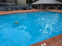 Pool before leaf removal