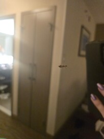 A whole roach came from the mirror