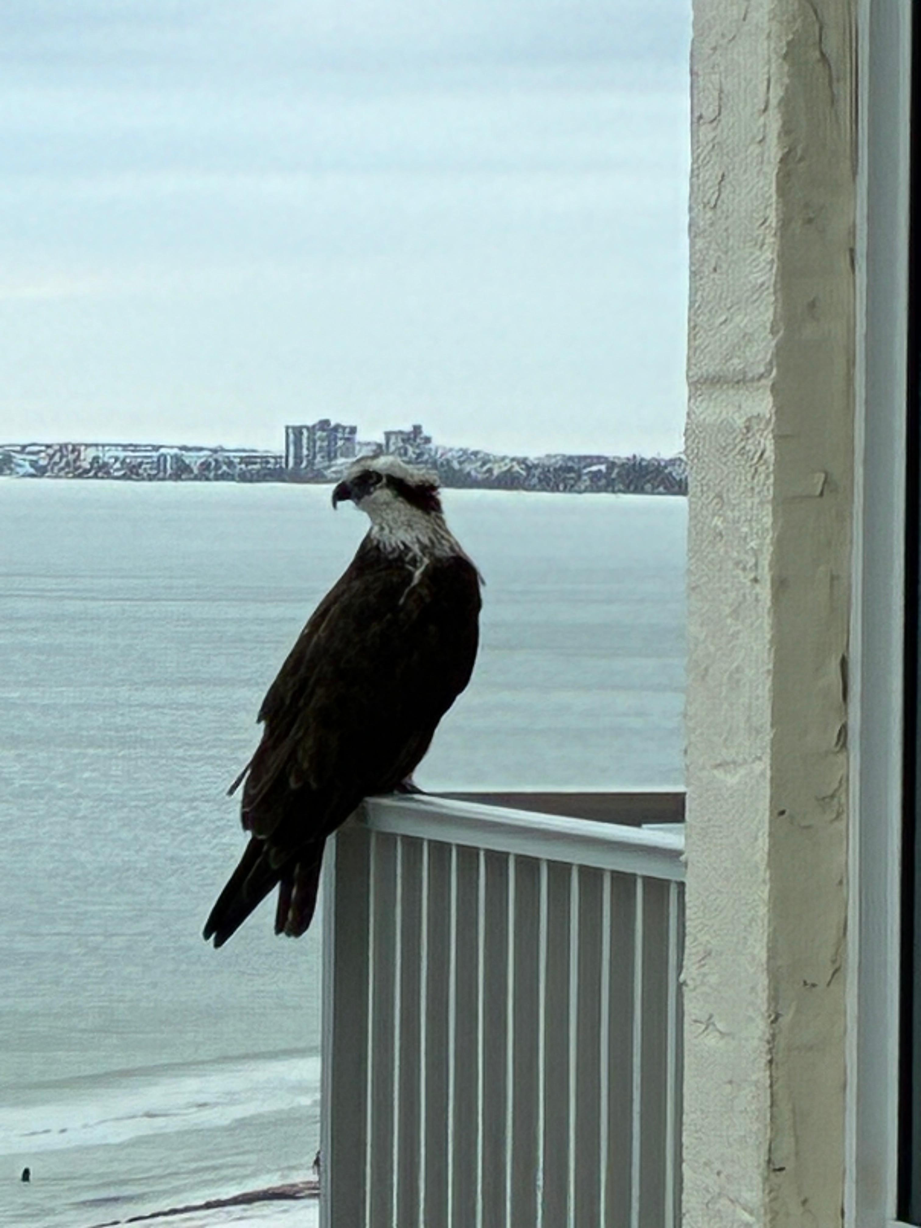 Osprey visit on the balcony next to ours.