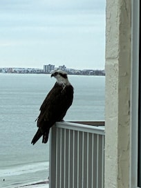 Osprey visit on the balcony next to ours.
