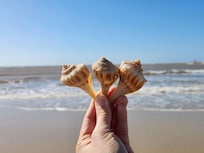Found beautiful shells!