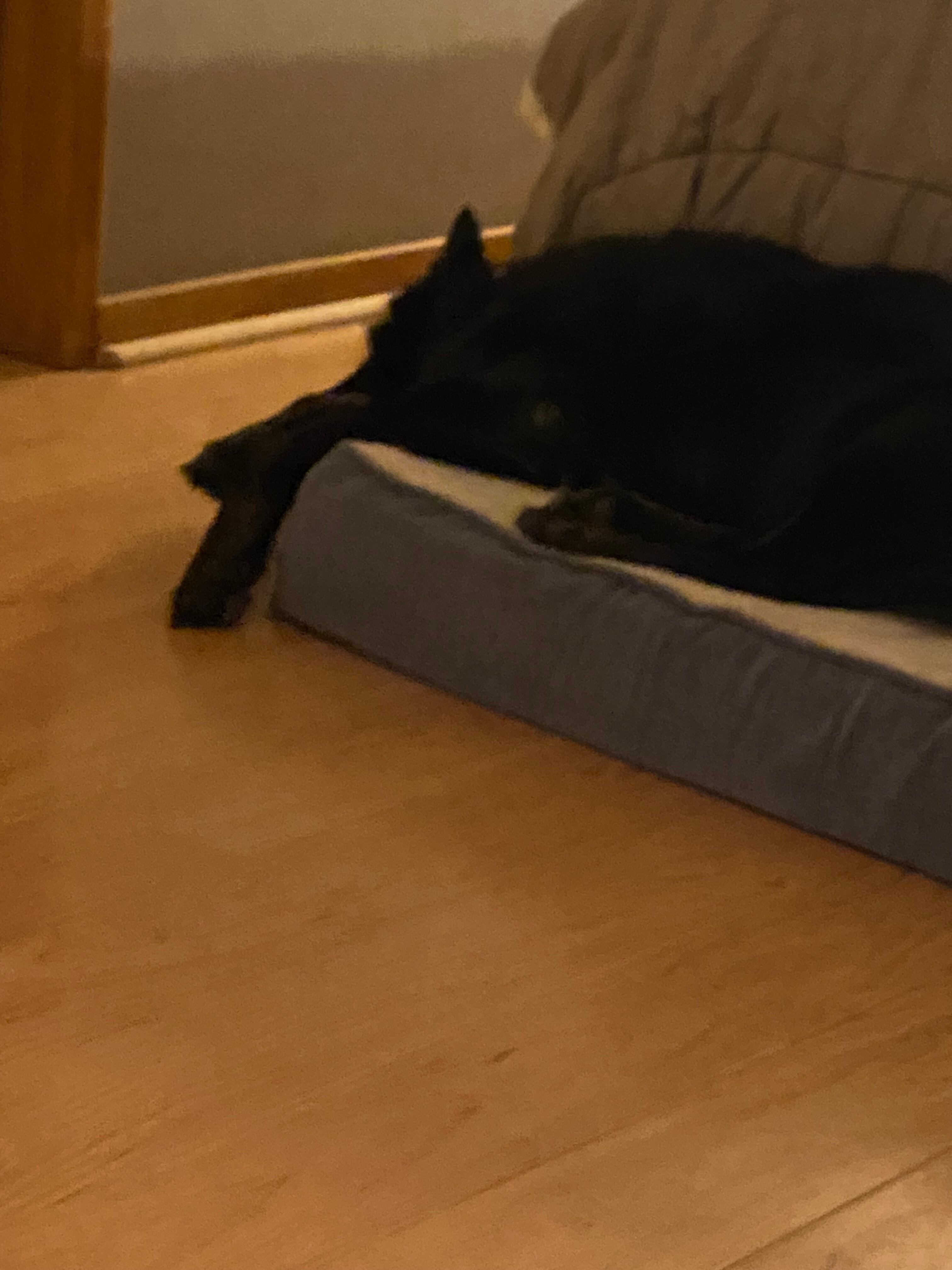 Our dog Roadie felt right at home