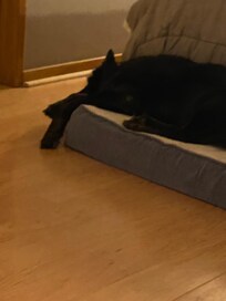 Our dog Roadie felt right at home